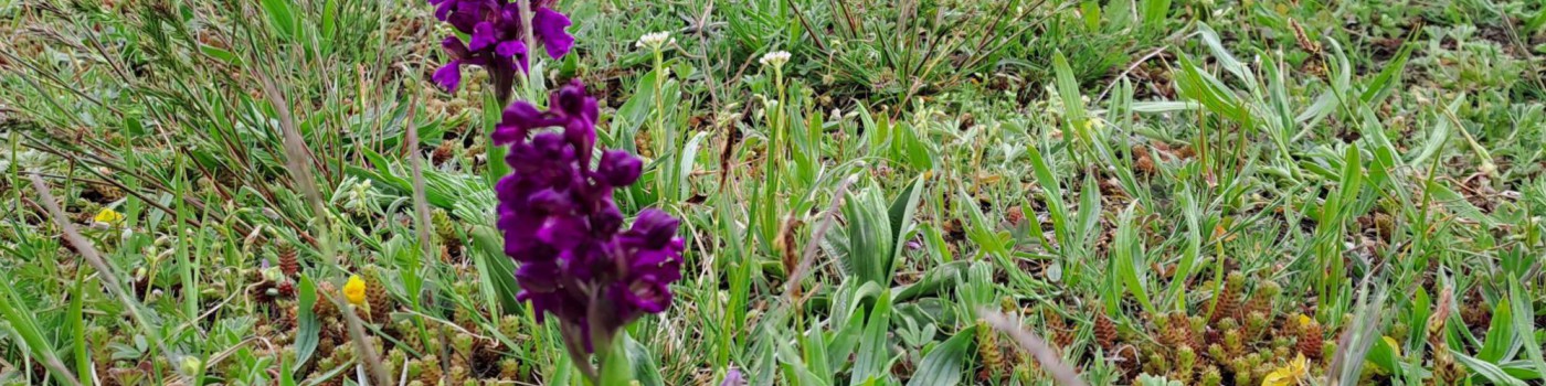 Kleines Knabenkraut - eine Orchidee auf Sonderstandorten und eine gesch&uuml;tzte Art