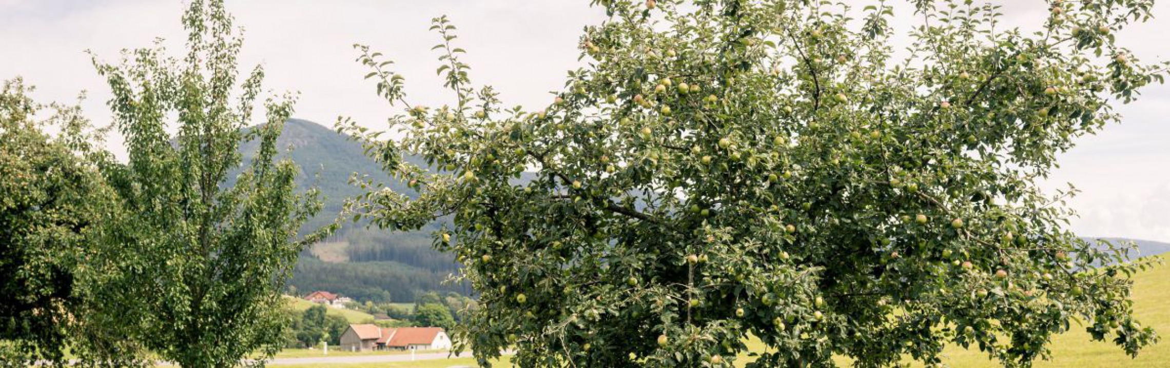 Landschaft mit Obstb&auml;umen