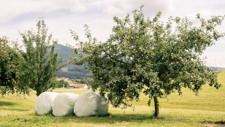 Landschaft mit Obstb&auml;umen